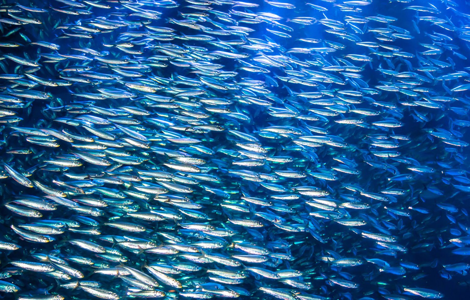 School of Peruvian anchoveta